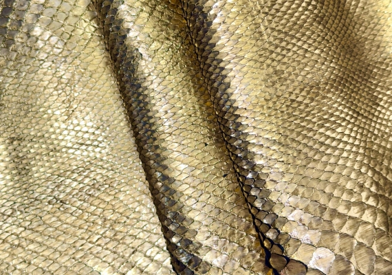 Питон золотой антик отрезной