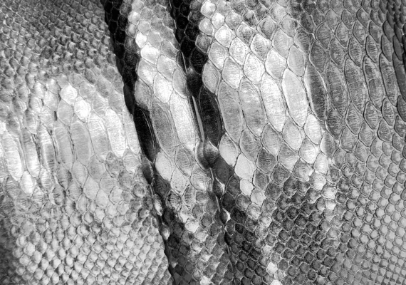 Питон на основе серебряный отрезной
